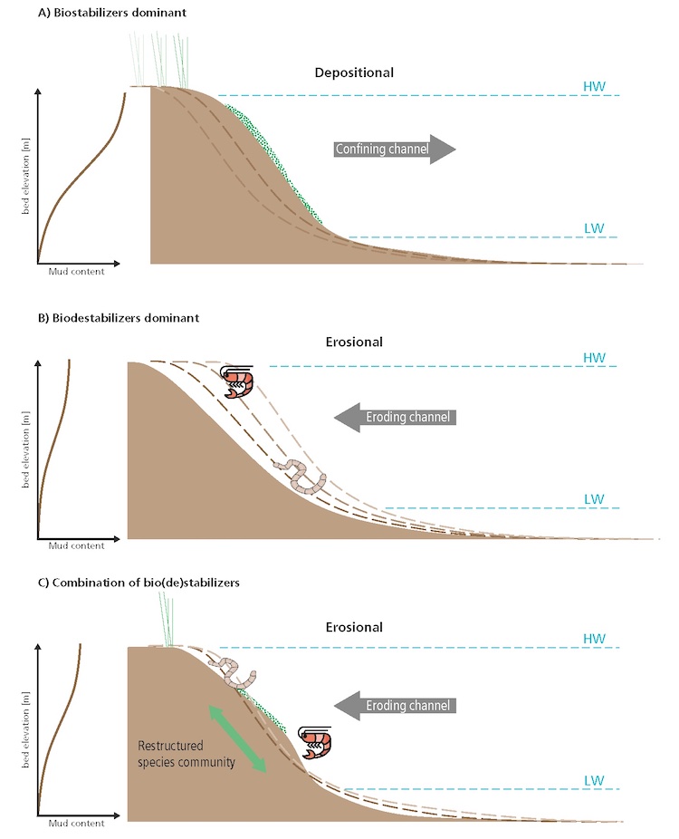 Conceptual channel adaptation and mud content