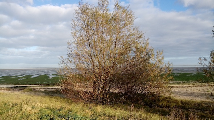 White willow and Basket willow