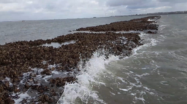 Waves breaking on a decade old oyster reef at the Slikken van Viane in the Oosterschelde (Photo credits: Brenda Walles).
