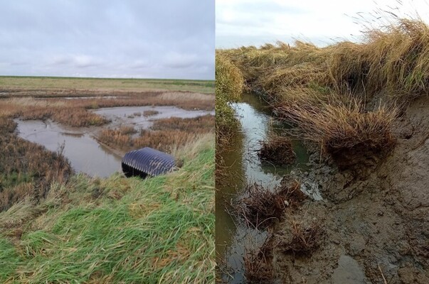 Left: an impression of the rejuvenated area in Zuidgors. Right: bank erosion in a nearby creek on the salt marsh. 