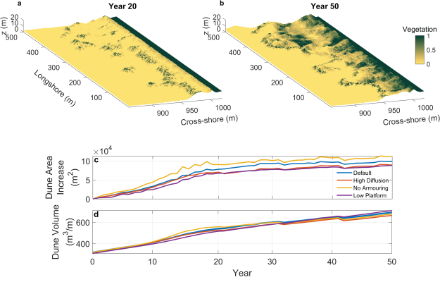 DuBeVeg simulation results for the beach-dune evolution after a mega-nourishment: simulated surface evolution of the default scenario after (a) 20 and (b) 50 years; the long-term evolution of (c) the area occupied by new dunes (emergent new dunes and extension of the original foredune) and (d) the total dune volume for all scenarios