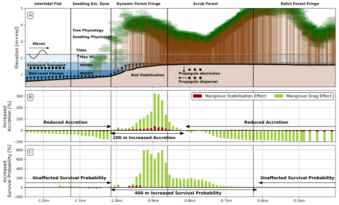 Figure 1: (A) Mangrove ecosystem engineering effects on sediment accretion and seedling survival probability in the Firth of Thames at an annual scale. (B) Effects of mangrove bed stabilization and drag on vertical sediment accretion and (C) seedling survival probability are presented relative to simulation results for the same initial and boundary conditions but without mangrove tree effects. 