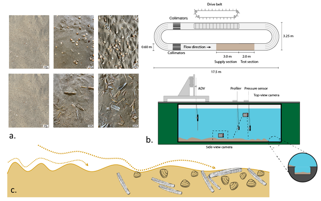 Schematical overview of the experiment: pictures of sandy beds with 0, 10 or 20% Ensis or Spisula shells (a); flume setup (b) and bed armouring by shells (c).