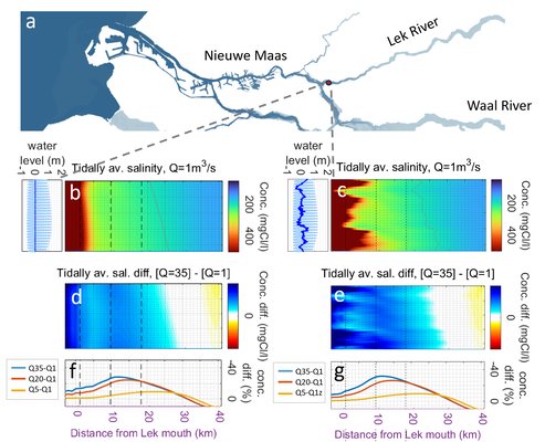 Map of the Rhine-Meuse Estuary (a). Chloride concentration on the Lek River for a pure spring-neap tidal cycle (b) and including wind setup (c), both for a Lek discharge of 1 m3/s and a discharge entering the Rhine Meuse Estuary of 450 m3/s. Water levels and surge displayed in the side panel. Reduction in chloride concentration due to extra discharge over the Lek River (5, 20 or 35 m3/s) for a pure spring-neap tidal cycle (d,f) and including wind setup (e,g).