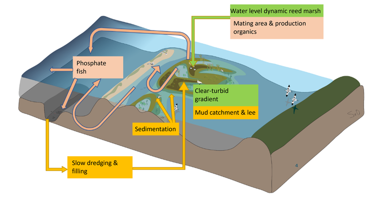 Transport of nutrients and fish (pink), mud management and maintenance islands (orange) and water level dynamics and formation reed marsh (green). (Illustration by Suzanne van Donk)