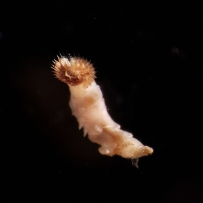 Sabellaria spinulosa tubeworm found near Texel.