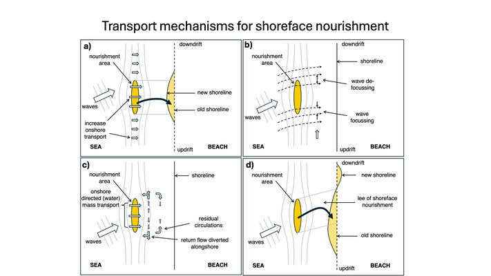 Transport mechanisms for shoreface nourishment, dominated by (a) onshore transport / feeder effect, (b) wave focussing, (c) circulation currents, and (d) full saturation / leeside effect. Adapted from van Duin et al. (2004).