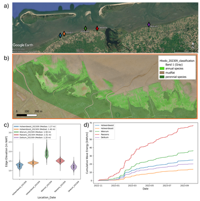 (a) An overview of the study sites along the Dutch Wadden Sea, created using Google Earth imagery. (b) A UAV-derived orthomosaic, taken in September 2023, overlaid with the classified salt marsh at Holwerd East, showing annual species in light green and perennial species in dark green. (c) Salt marsh edge elevations at different sites in the Dutch Wadden Sea, taken in September 2023. (d) Cumulative wave energy reaching the different sites between November 2022 and October 2023.
