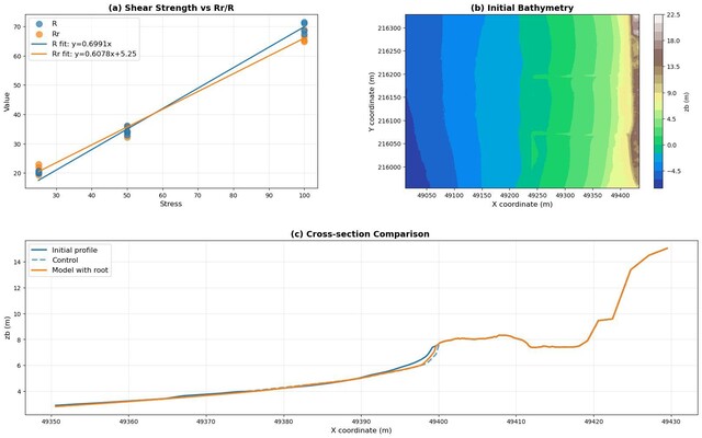 Figure 1 Effects of root reinforcement on dune morphodynamics: (a) shear strength enhancement, (b) initial topography, and (c) simulation result.