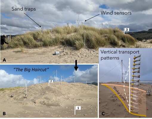Figure 1: Field setup in Nehalem, OR, USA. A) Instruments on the vegetated dune. B) Vegetation removal resulted in a bare dune. C) Sand transport measurement (white dashed line) in the wake zone (shaded orange) behind the dune showing a peak in transport several decimeters above the bed. The white flags in panel A and B relate to the behavior types described in the results.