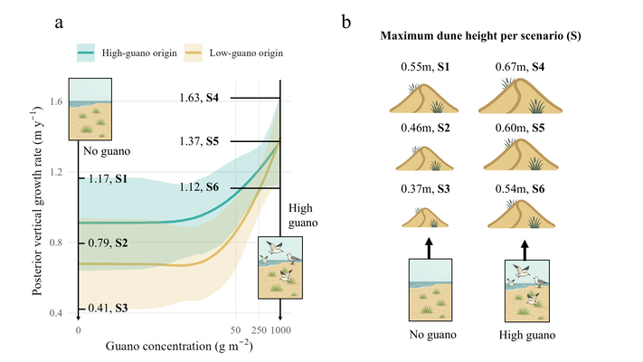 Panel (a) shows the marginal posterior predictions of the vertical growth rate of A. arenaria, calculated by dividing the predicted change in stem length from the greenhouse experiment by the experiment duration (in years). Median values and 95% confidence intervals of vertical growth were extracted for two guano treatments (no guano and maximum concentration), resulting in six model scenarios. Panel (b) presents the corresponding emergent embryonic dune crest elevations simulated by AeoLiS for these six scenarios. Different scenarios are indicated with S.